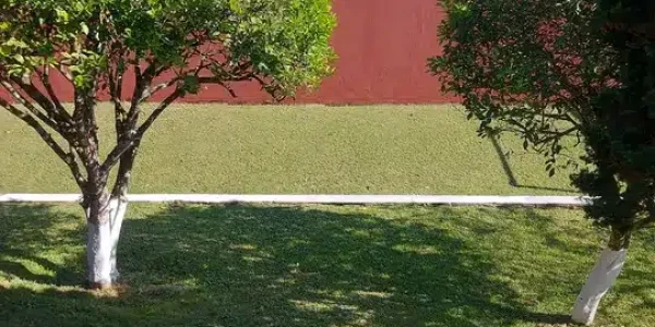 607438672029124